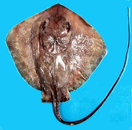 Dasyatis centroura_06.jpg